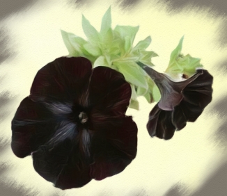 black petunia pastel01