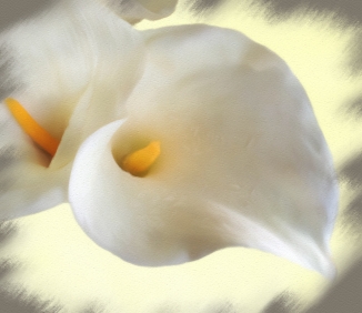 calla lilies on cream pastel01