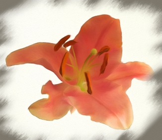 lily pastel01