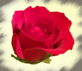 rose on cream pastel01